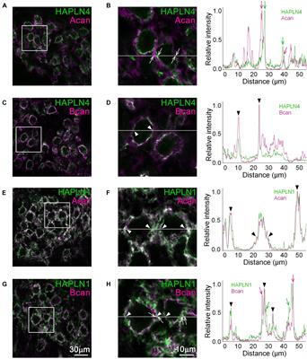 Assessment of Possible Contributions of Hyaluronan and Proteoglycan Binding Link Protein 4 to Differential Perineuronal Net Formation at the Calyx of Held